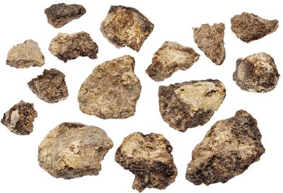 Coprolite