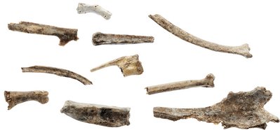 Bird bones