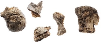 Cremated bones
