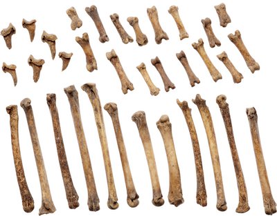 Fox bones